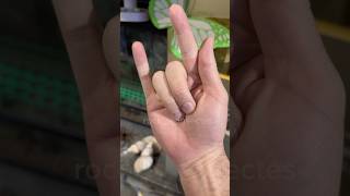 the scorpion stick insect! #stickinsect #scorpion #bugs #nacfamily #rock_n_insectes