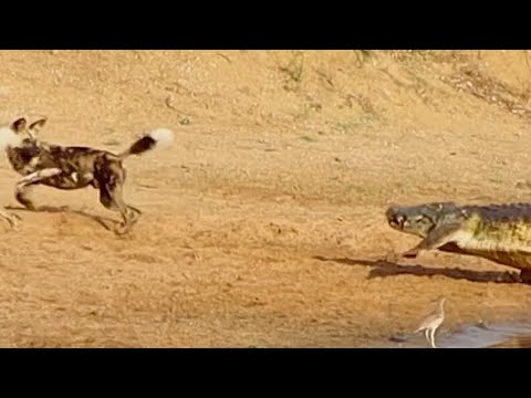 Crocodile Almost Catches Pack of Wild Dogs | World Wild Web