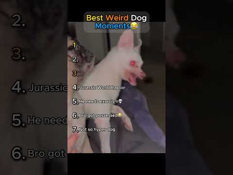 Best Weird Dog Moments🤣 (TRY NOT TO LAUGH!)