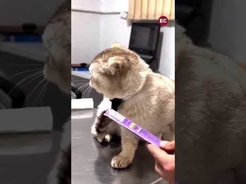 El enfado de un gato al descubrir que lo han engañado para ponerle una vacuna