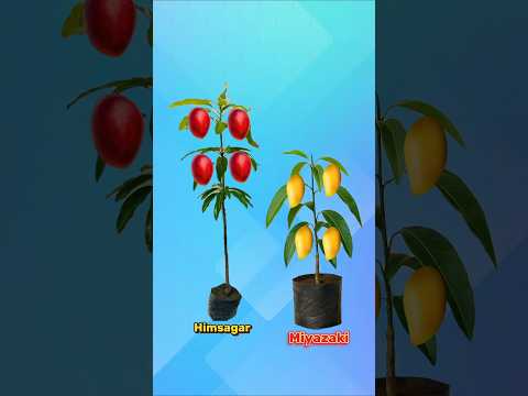 Miyazaki mango tree experiment #shorts #shortvideo