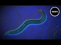 Genomics and Collaborative Research Insights