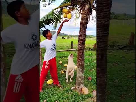 Athletic Dog - By arlindo624