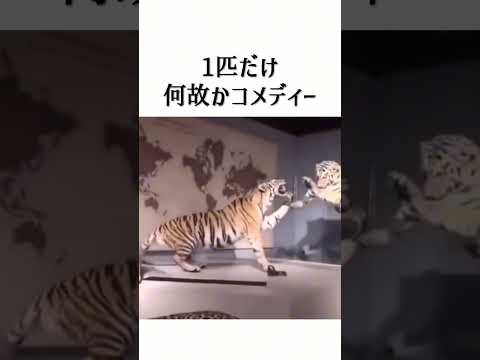 1匹だけコメディー