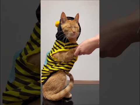 HAJA AMOR LUÍS CALDAS VERSÃO GATOS #humor #shortssprintbrasil