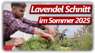 Lavendel richtig schneiden nach der Blüte | Einfach, schnell und wichtige Tipps und Anleitung