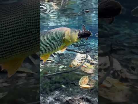 Pez Dorado intentando comer Plecostomus😦