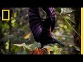 Birds of Paradise Exhibition Overview