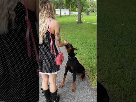 Dog training #explorepage #doberman #training #fyp