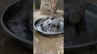 Have you ever seen an owl taking a bath? 🦉✨