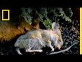 The Life and Afterlife of a North American Garden Shrew