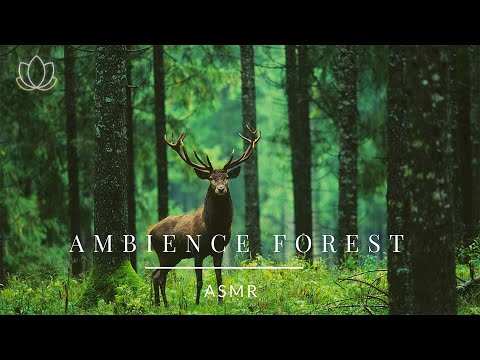 ♫ 乾淨無廣告 ♫ ASMR 白噪音 - 清晨的森林 - 滿滿正能量大自然聲音 ASMR Ambience Morning Forest - YouTube