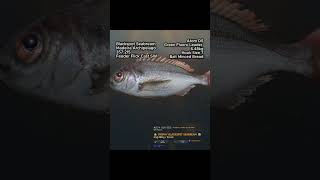 🏆 Trophy Blackspot Seabream! Madeira Archipelago | Fisher Online 1.0 #Shorts #shorts  #fisheronline