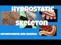 Understanding Hydrostatic Skeletons
