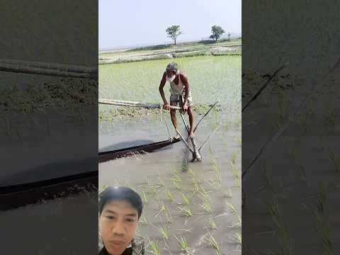 Cùng Xem Máy Bơm Chạy Bằng Cơm Của Người Dân Ấn Độ#shortvideo#fruit#amazingfarmer#short#farmer