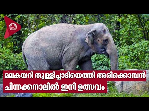 Arikomban | മലകയറി തുള്ളിച്ചാടിയെത്തി അരിക്കൊമ്പന്‍, ചിന്നക്കനാലില്‍ ഇനി ഉത്സവം