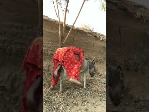 donkey video #donkeykong #mariovsdonkeykong #animals #funny #animaljoke #donkey #animalhumor