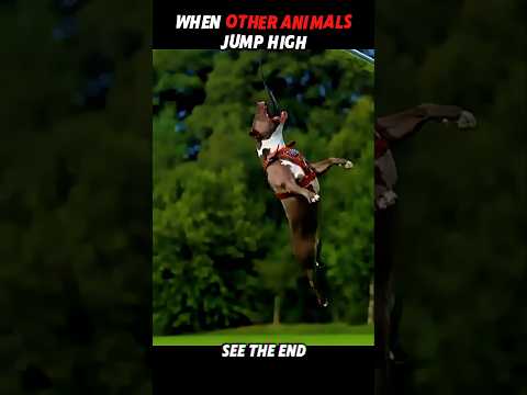 Other Animals Jump… But a Tiger Jumps 5 Meters High! 🐅🔥 #trending #animals #wildlife #tiger #shorts