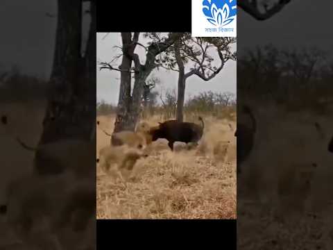 🔥🔥Amazing YT shorts 169 |  Strong buffalo vs Lions🔥🔥 #shorts #viral #short