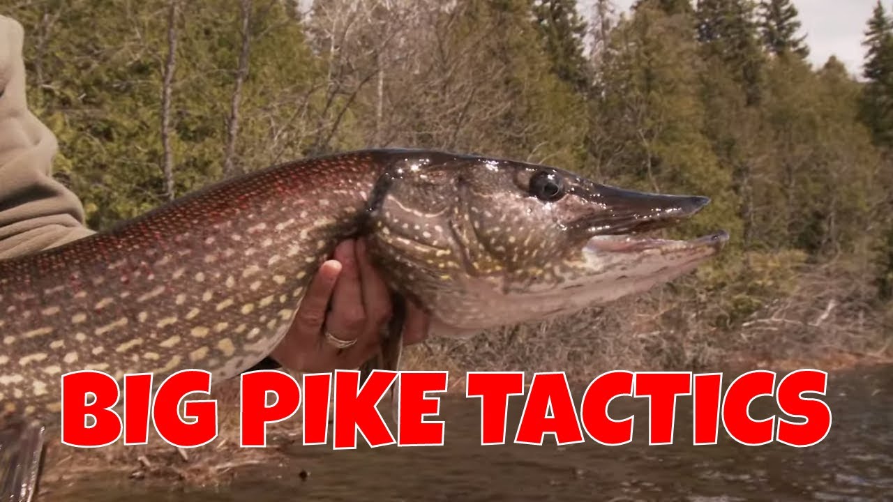 Big Pike Tactics On A Fly - The New Fly Fisher