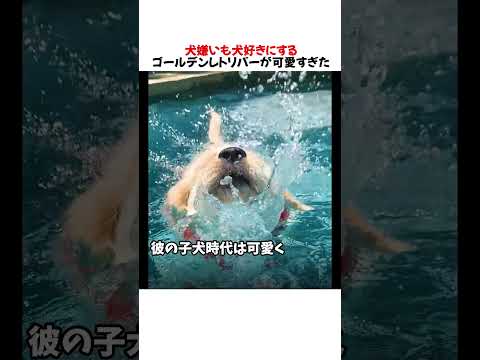 犬嫌いも犬好きにするゴールデンレトリバーが可愛すぎたｗｗｗｗｗ