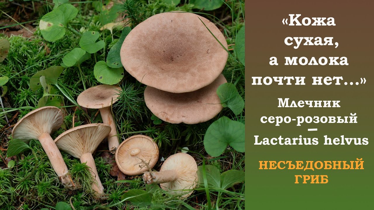 Кожа сухая, а молока почти нет. Млечник серо-розовый - Lactarius helvus