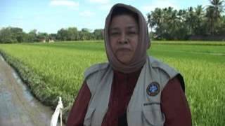 IGTF 2012 - Petani Sudah Terapkan Konsep PHT Kab  Klaten
