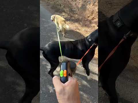 Me regalaron esta maravilla #correaparaperros #correadobleantienredos #perrosfelices #cuidadocanino