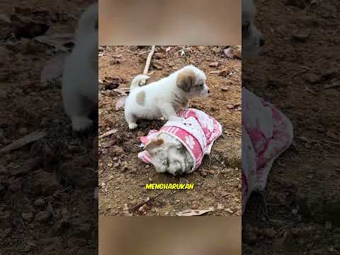 Dua Ekor Anjing Yang Malang🥺