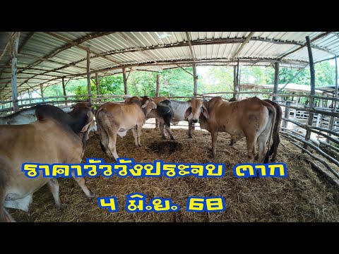 ราคาวัวตลาดนัดโค กระบือวังประจบ ตาก ( 4 มิถุนายน 2568 )