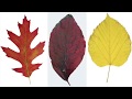 Identifying Trees and Their Features