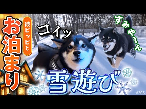 彼氏？とお泊まりで雪遊びする柴犬