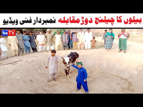Number daar Bailon Ka Challenge Dor Muqabla Funny Video | Most Comedy Funny Video | You Tv Hd 2025