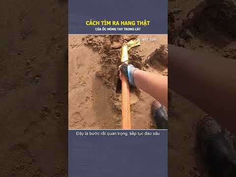 Cách tìm ra hang thật của ốc móng tay trong cát #shorts