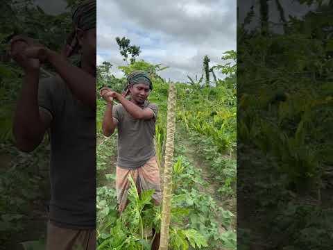 পেঁপের দাম নাই তাই কেটে দিচ্ছি #reels#shorts#viralvideo