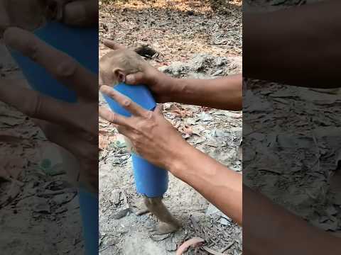 The Great Escape: Monkey Rescued from Pipe