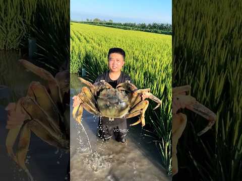 The Most Useful Creature You’ve Ever Eaten