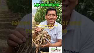 26 de noviembre de 2025