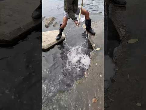 इस आदमी ने बिना मेहनत किए सारी मछलियाँ पकड़ ली