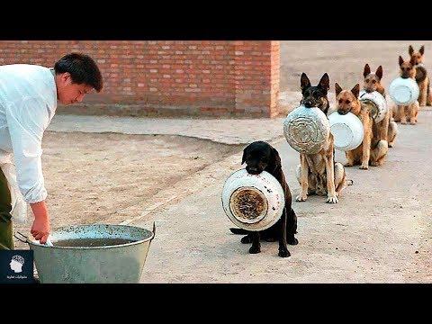 أفضل الكلاب المدربة في العالم