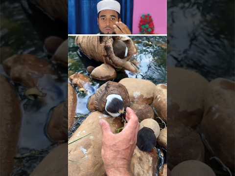 Allah ki makhlook 👍#shorts