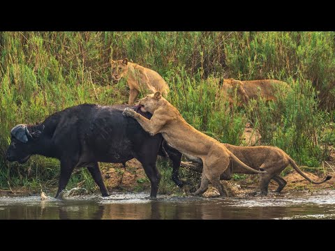 Buffalo Survives 9 Lions Jumping on Back TWICE