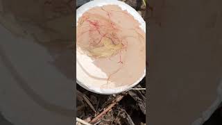 Bird Embryo