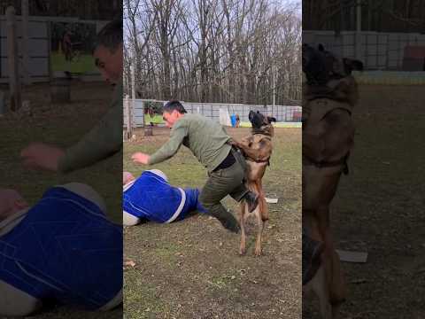 STOP!‼️ Malinois Hard attack. #STRAZHODESSA Dog training   Odessa 2024.