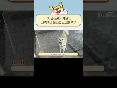 [EN] "저 좀 도와주세요"....새벽 3시, 편의점 노크한 백구🐾 #Shorts