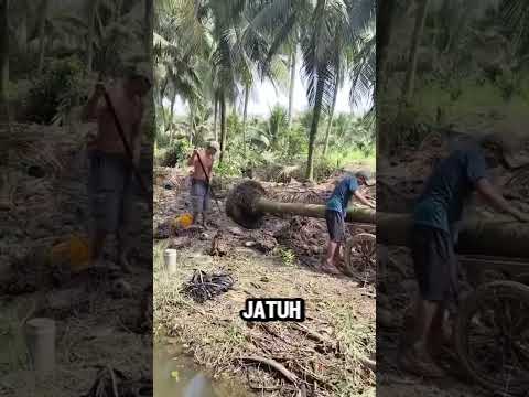 Memindah Pohon Kelapa #shorts