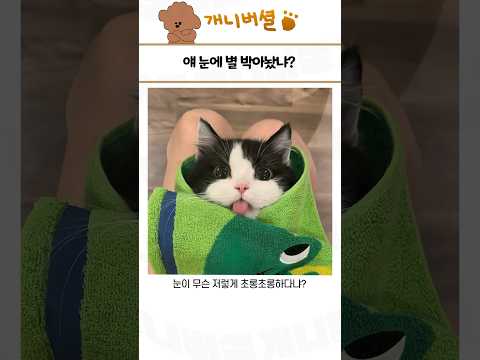 심쿵사 가능한 귀여운 동물 모음 204탄