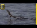 Basilisk Lizard Behavior and Diet
