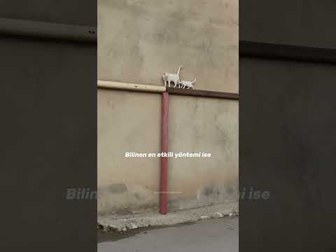 VAZGEÇMEK EN KOLAY SEÇENEKTİR