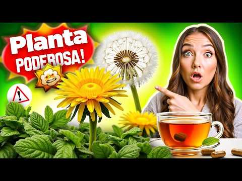 Dente de leão   Planta Medicinal Pouco Conhecida e Poderosa!